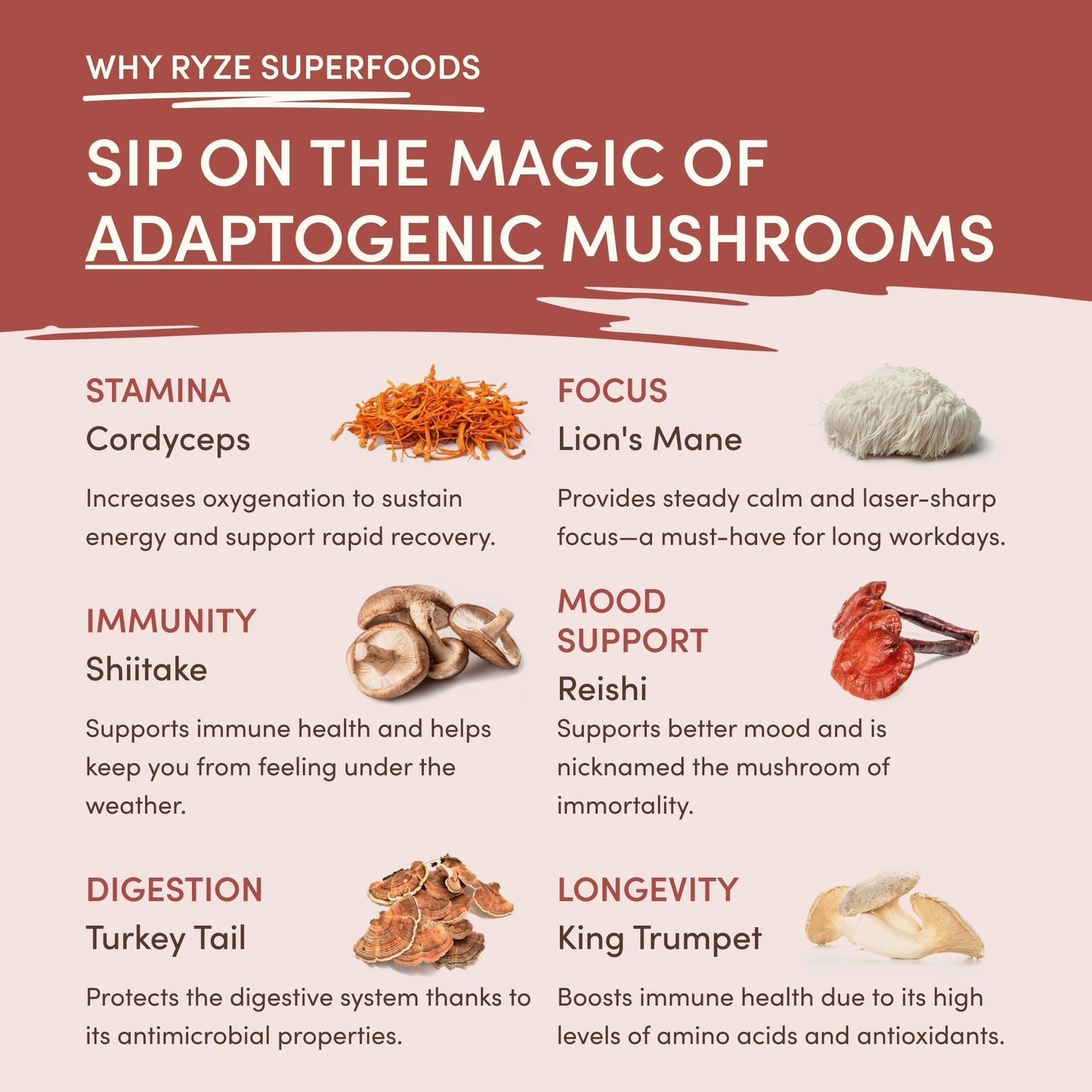 Mushroom Chicory | Select Summit Brook